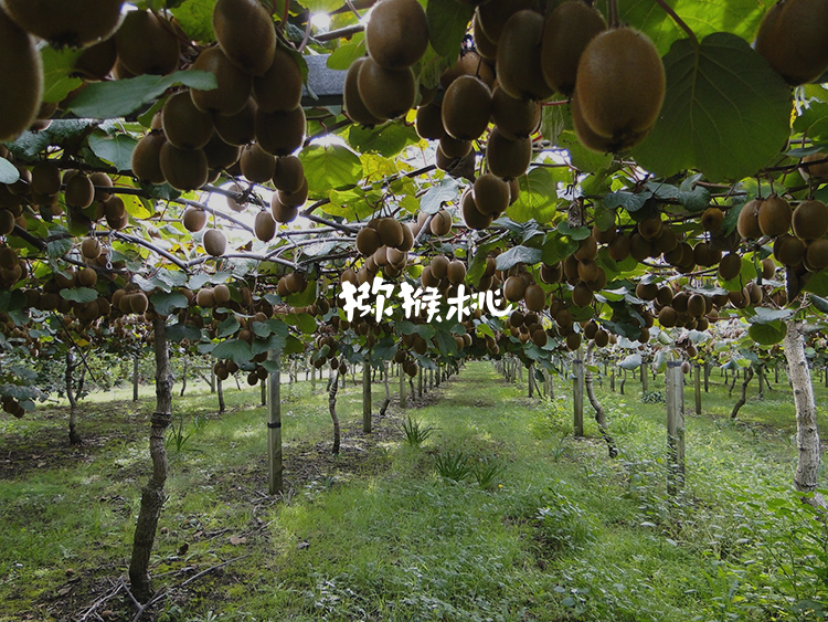 猕猴桃logo設計(jì)